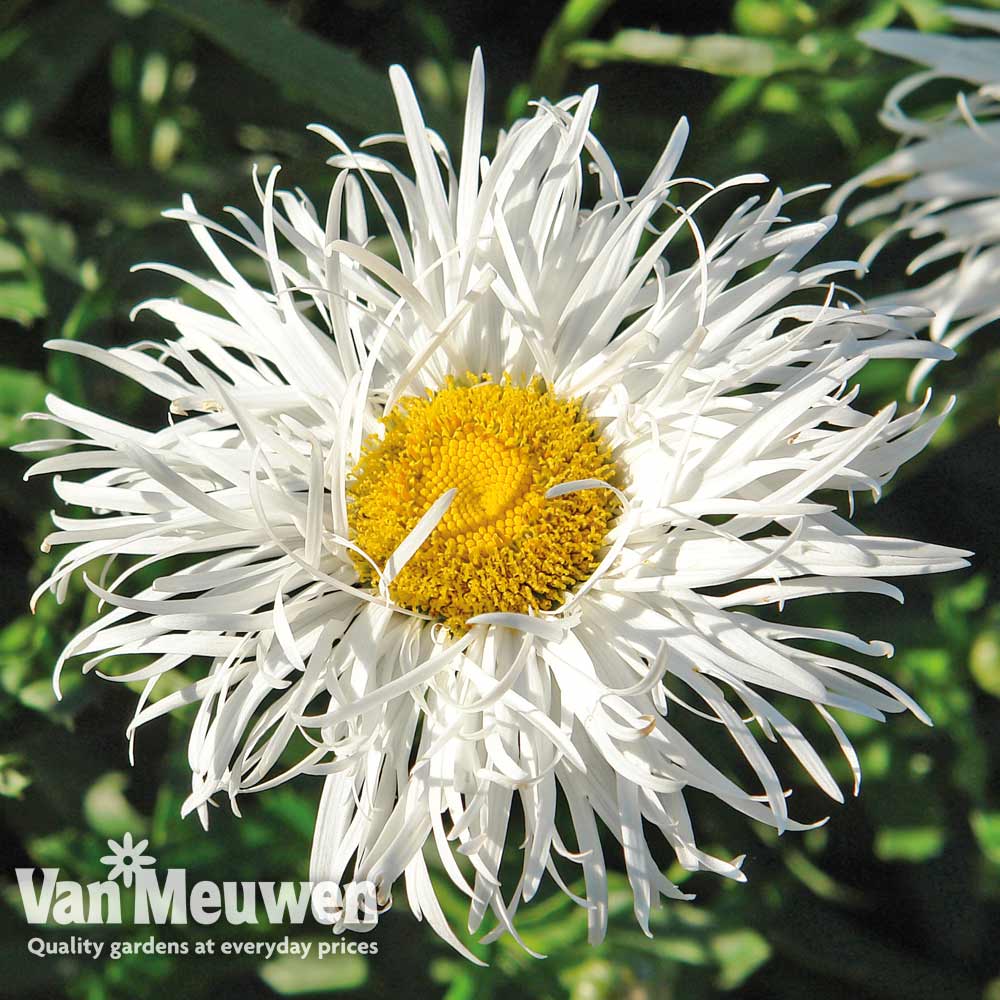 Leucanthemum 'Crazy Daisy'