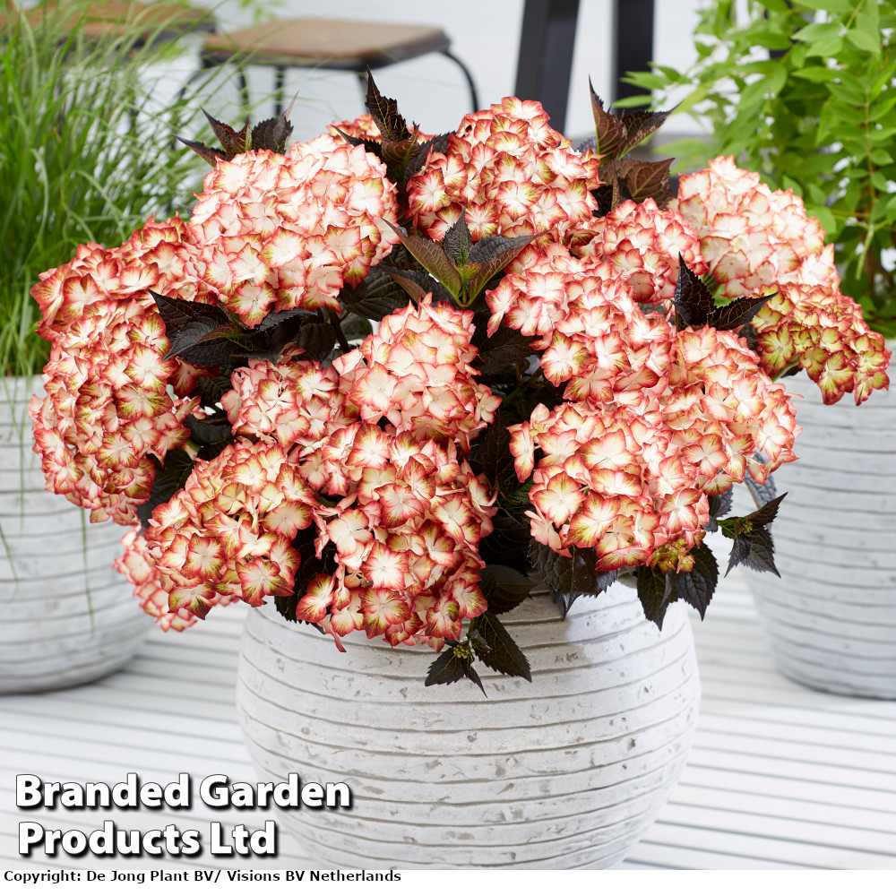 Hydrangea macrophylla 'Light My Fire'
