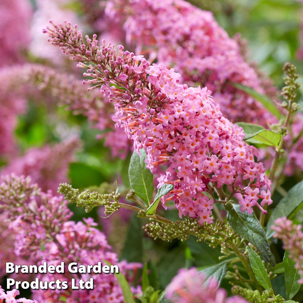 Buddleja 'Butterfly Candy Little Pink'