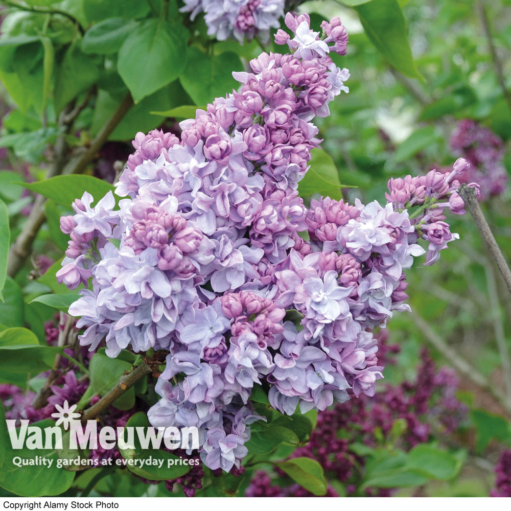 Lilac 'Katherine Havemeyer' (Large Plant)