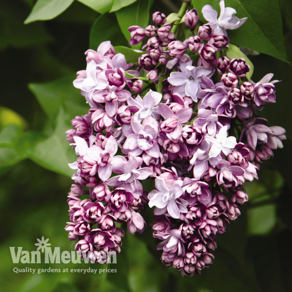 Lilac 'Beauty Of Moscow'