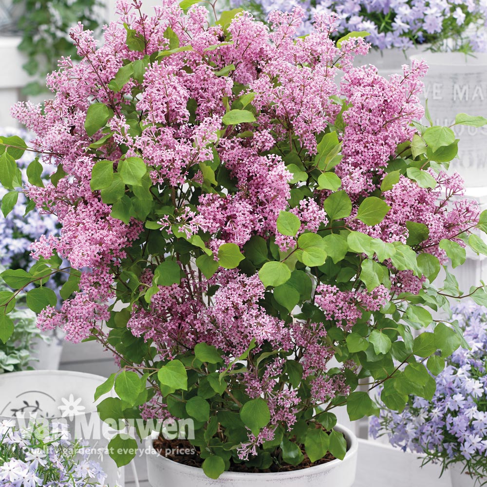 Lilac 'Flowerfesta® Pink'