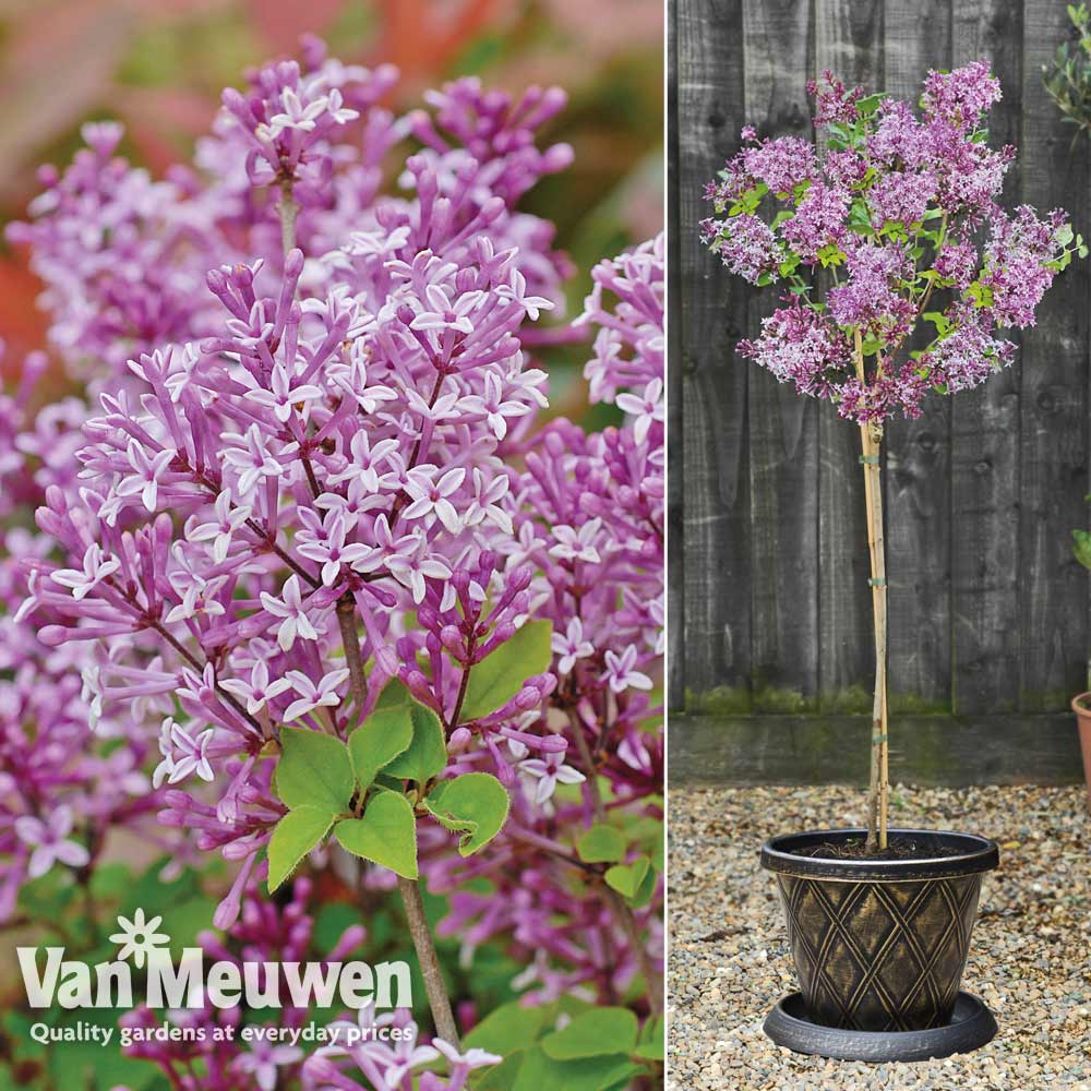 Lilac (Dwarf Standard)