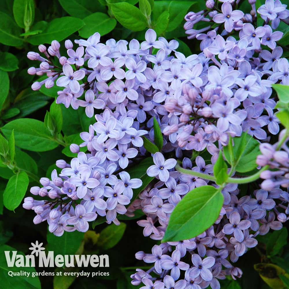 Lilac 'President Lincoln'