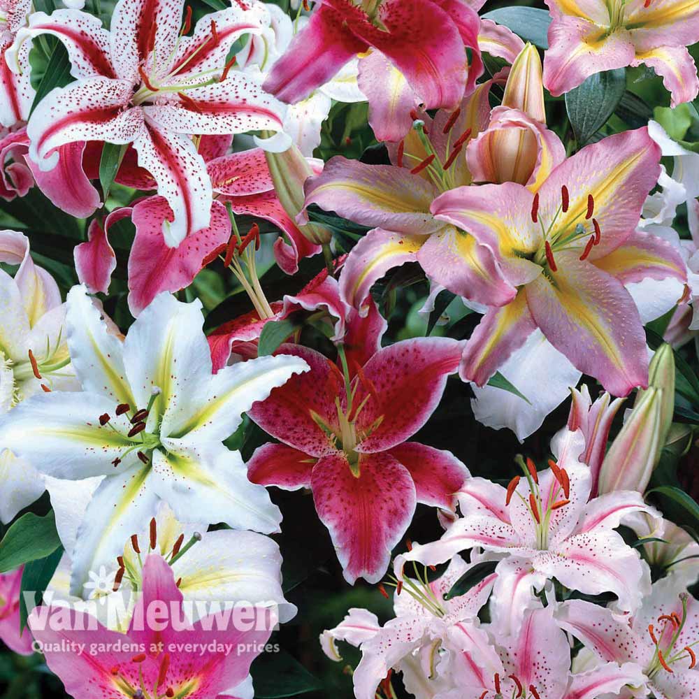 Lily Oriental Mix