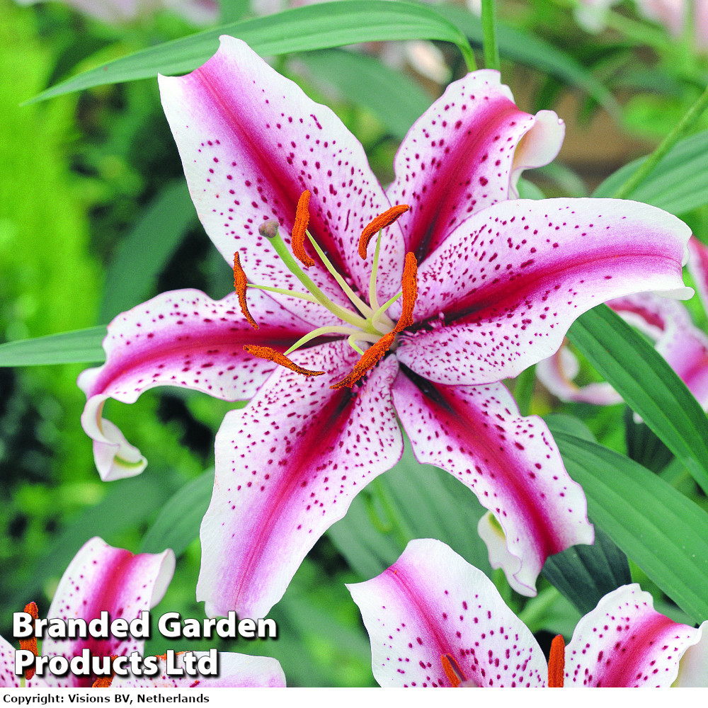 Lily 'Dizzy'