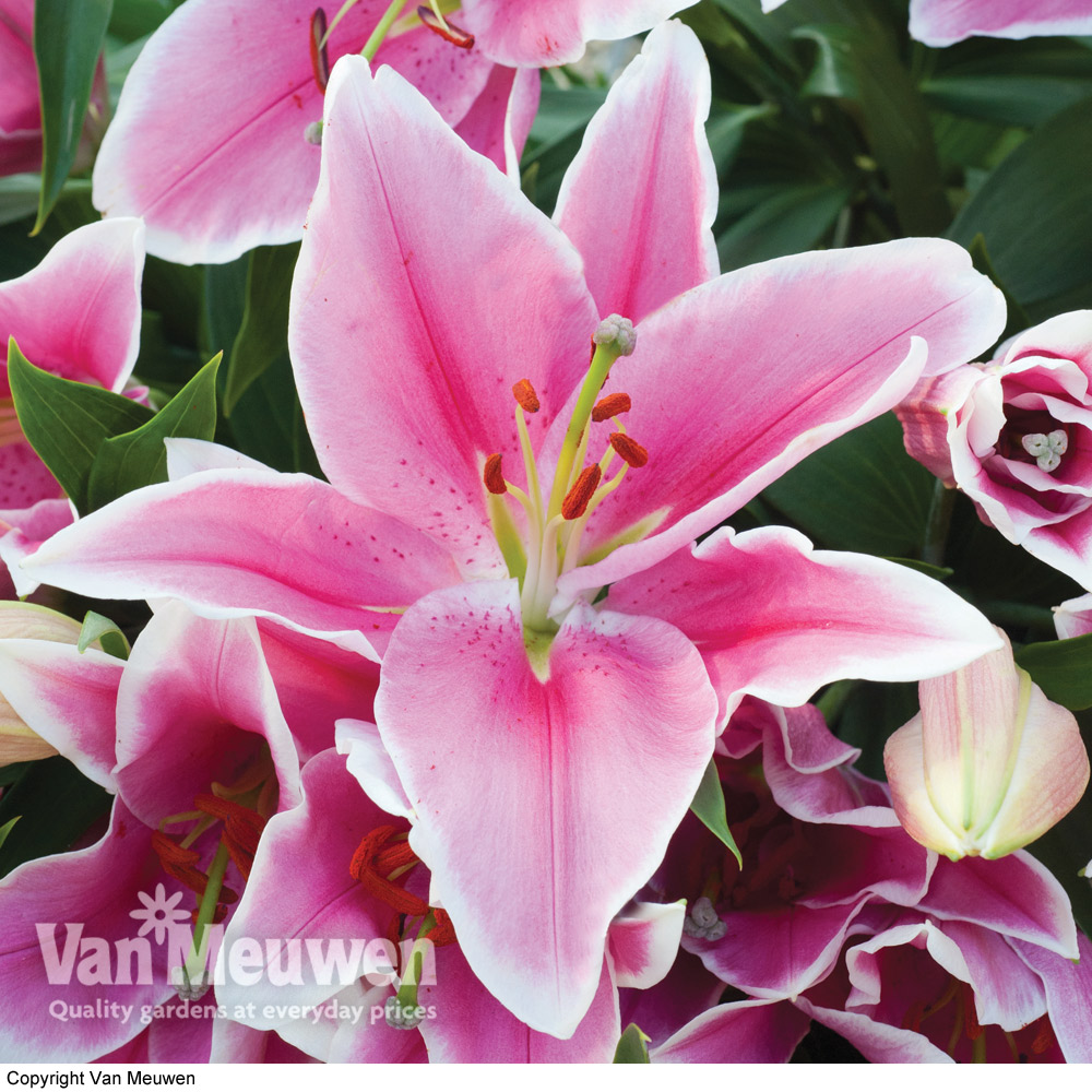 Lily 'Defender Pink'