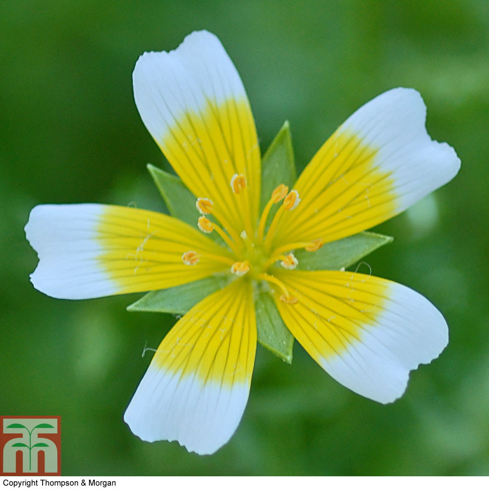 Limnanthes douglasii