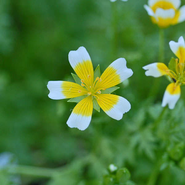 Poached Eggs Plant(Start-A-Garden&trade; Range)