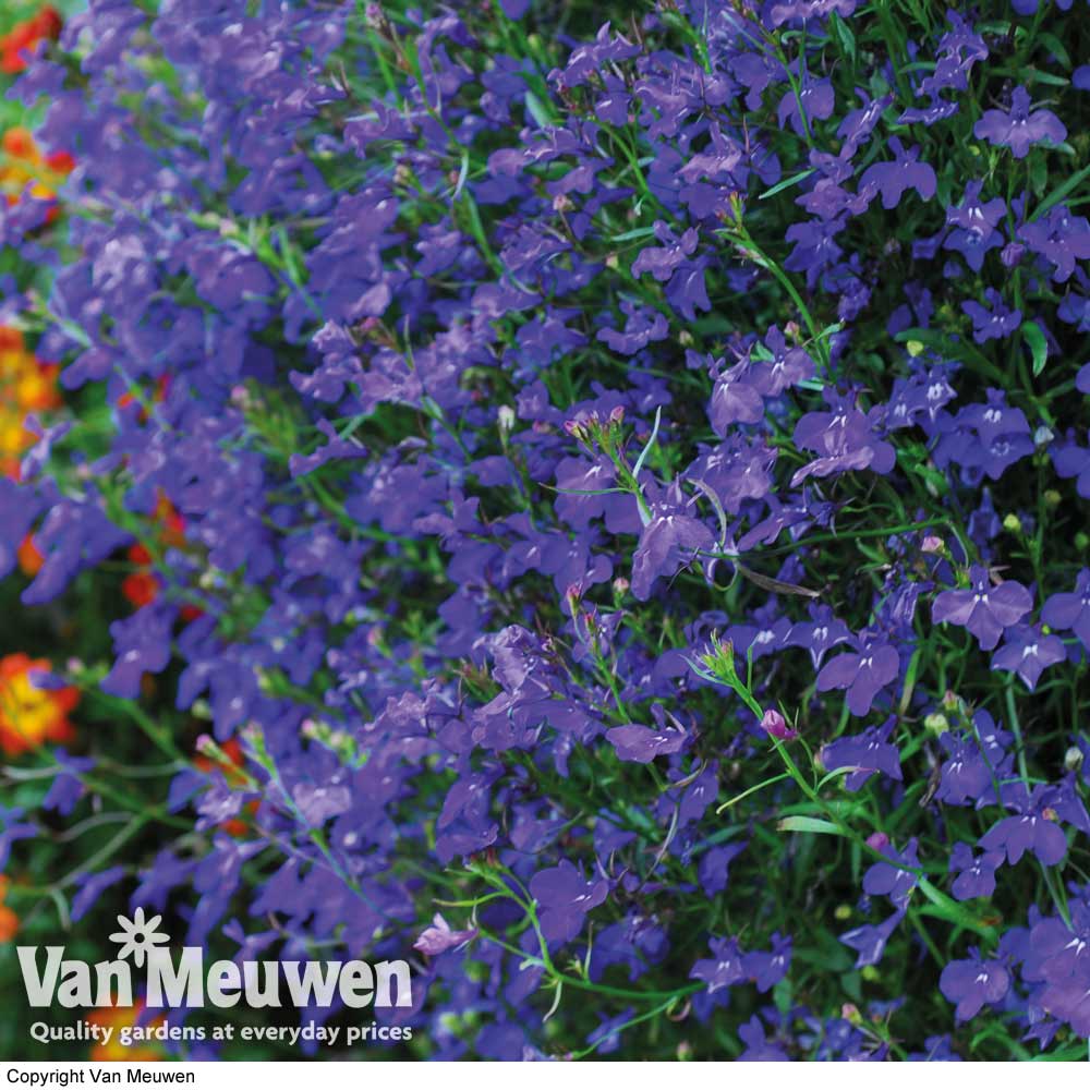 Lobelia 'Monsoon'