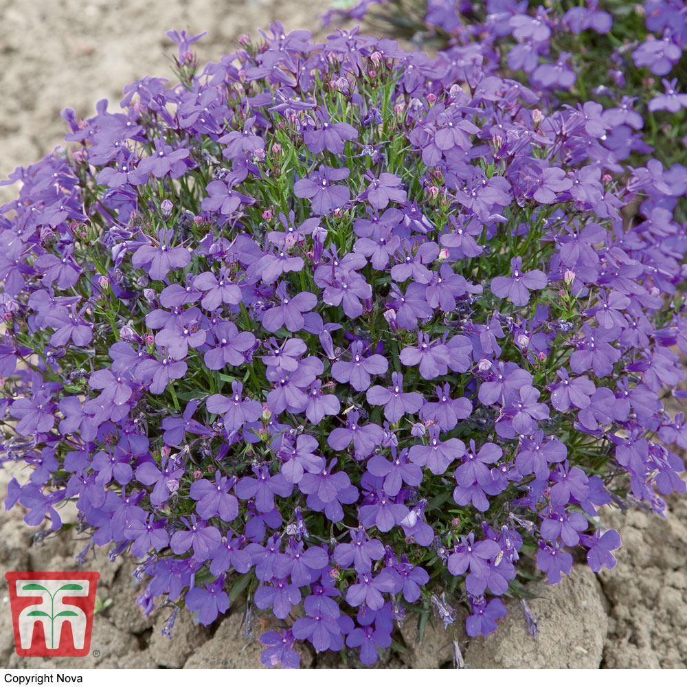 Lobelia erinus 'Crystal Palace'