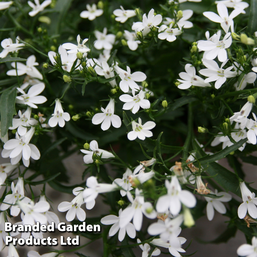 Lobelia 'White Lady'