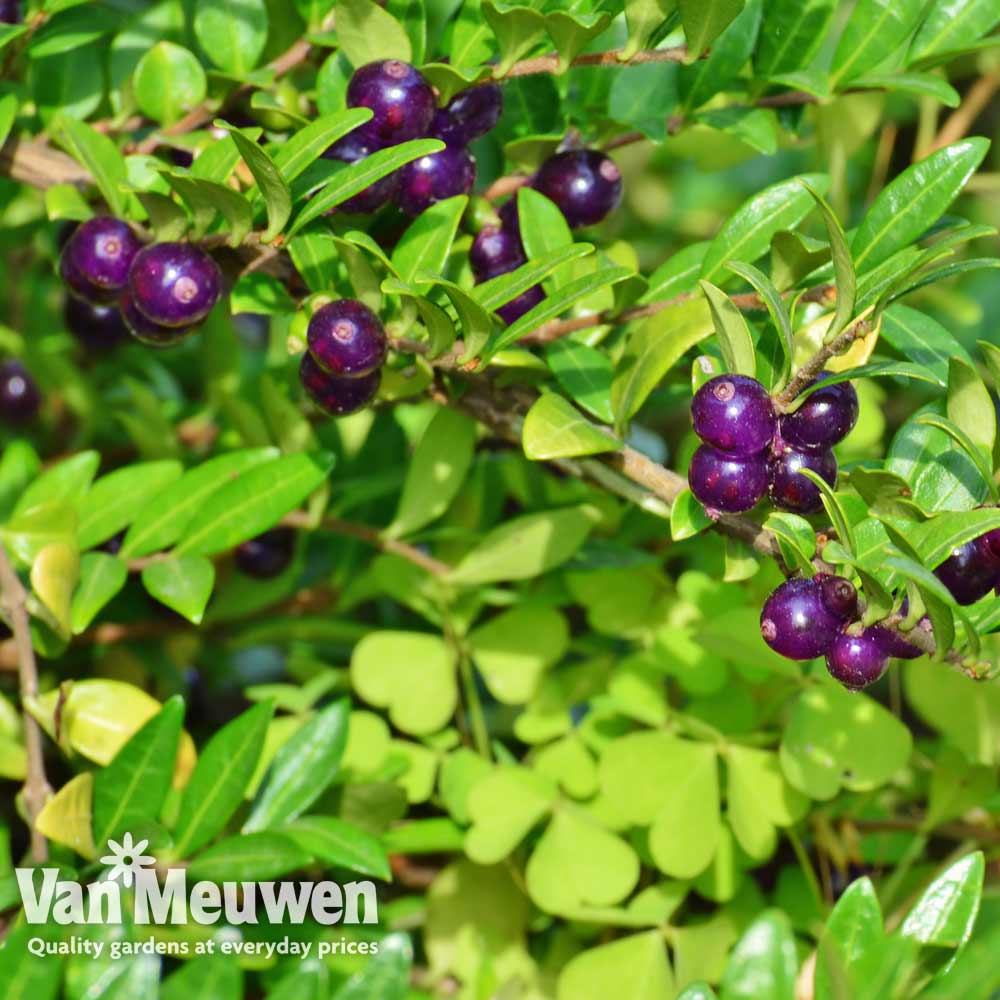 Lonicera pileata