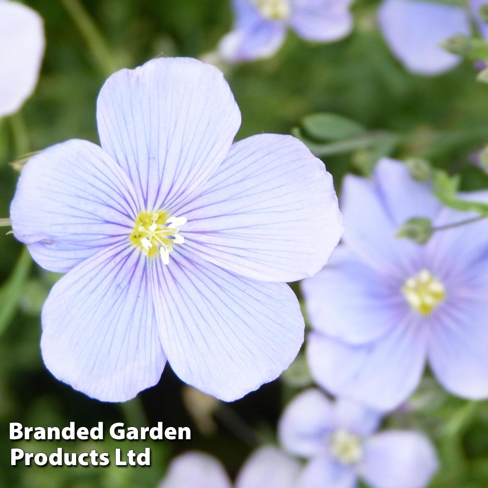 Linum perenne Blue at Van Meuwen