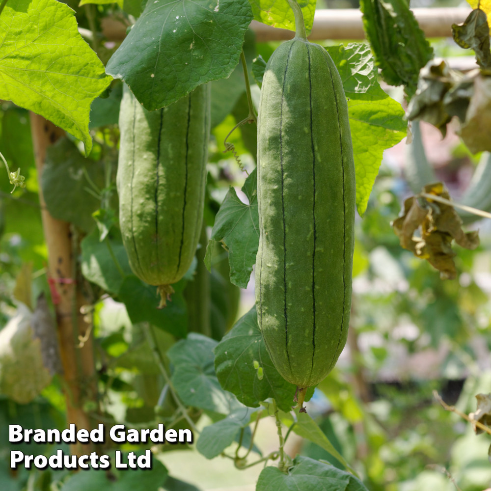 Luffa cylindrica (Loofah)