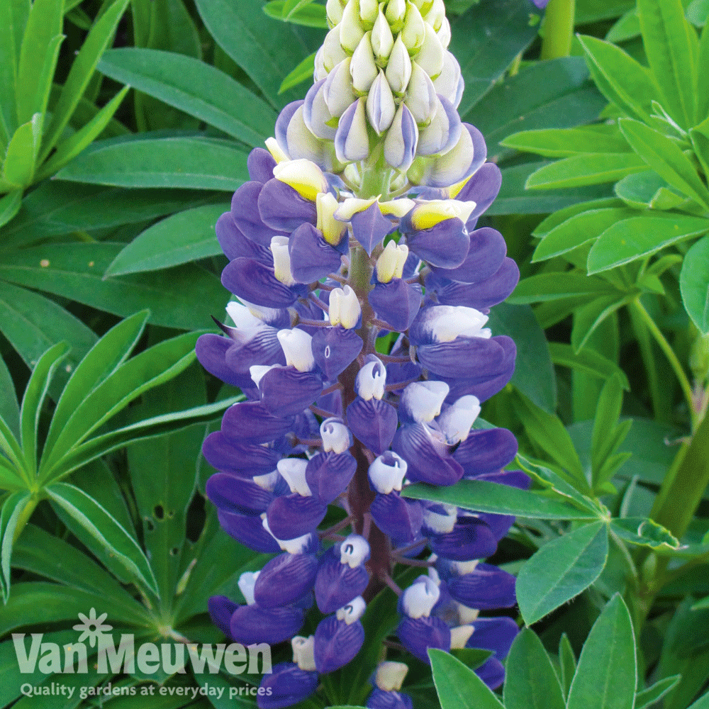 Lupin 'Gallery Blue'