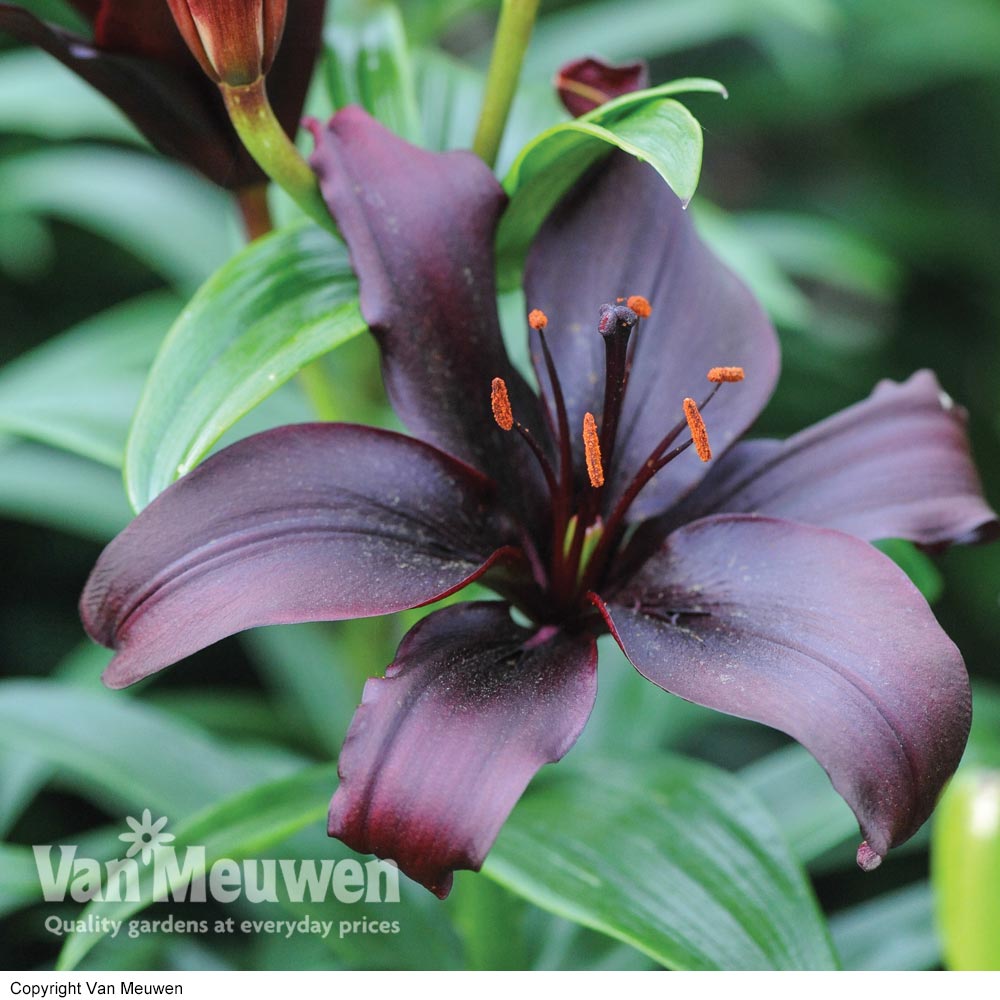 Lily 'Black Jewel'