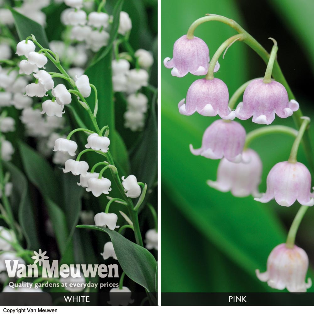 Lily of the Valley 'Duo Collection'