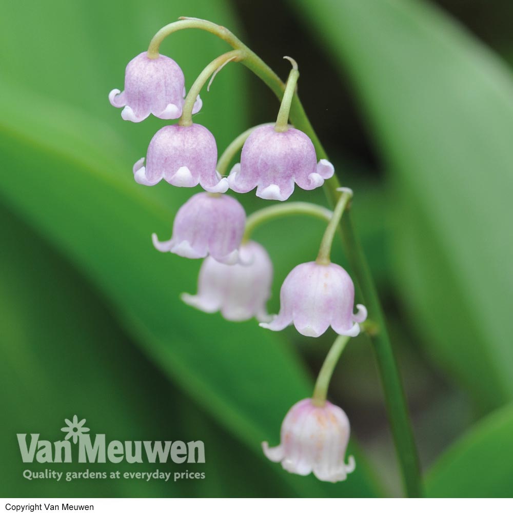 Lily of the Valley 'Pink