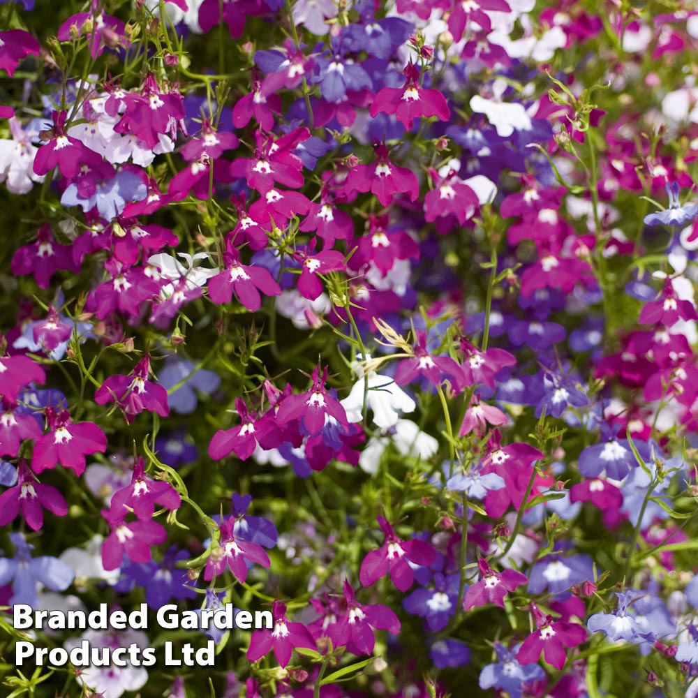 Lobelia 'Ultra Cascade'