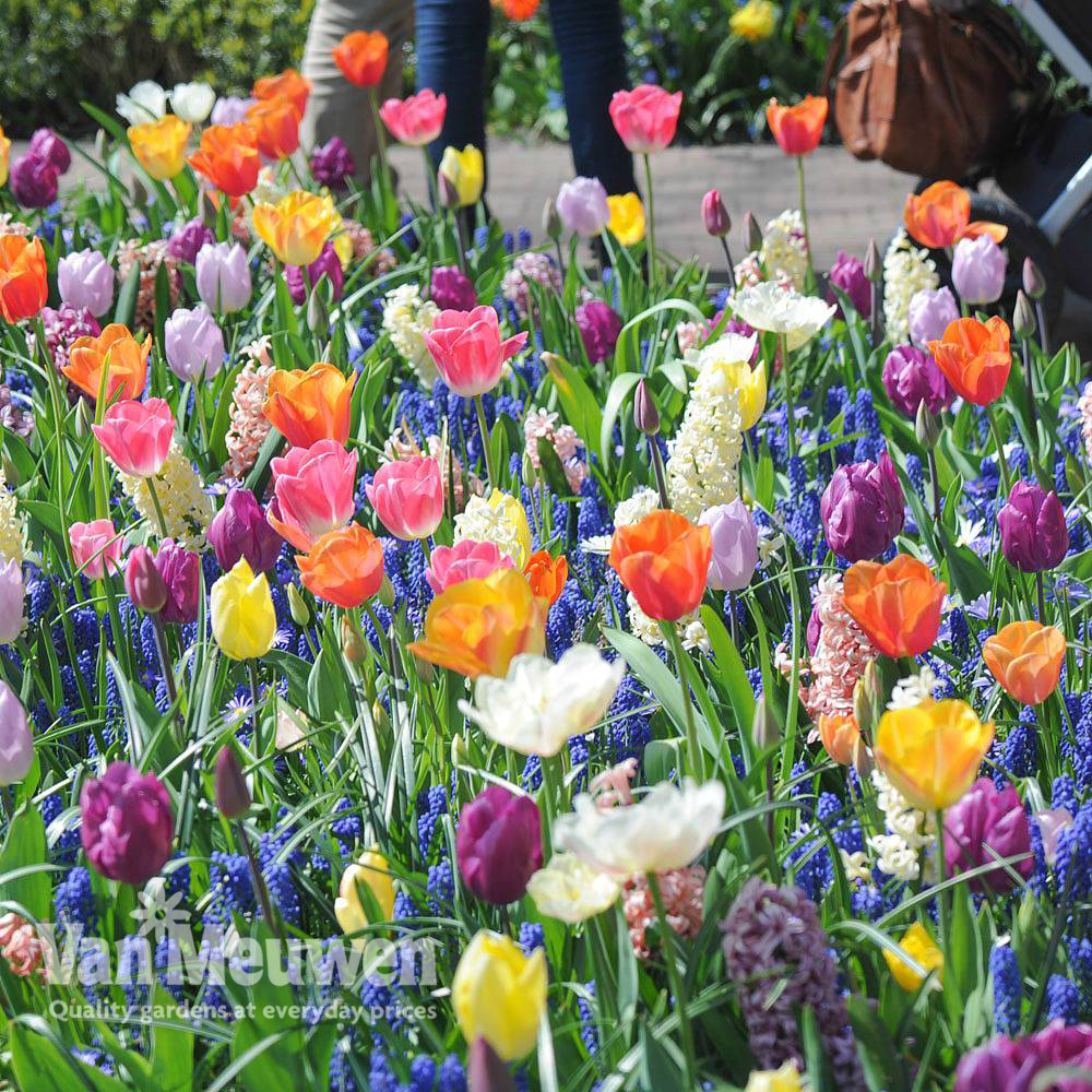 Nurserymans Choice Bulb Mix