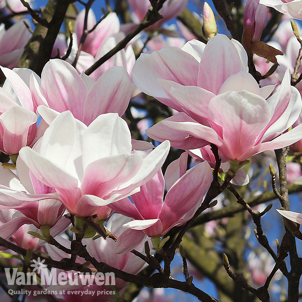 Magnolia campbellii 'Dick Banks'