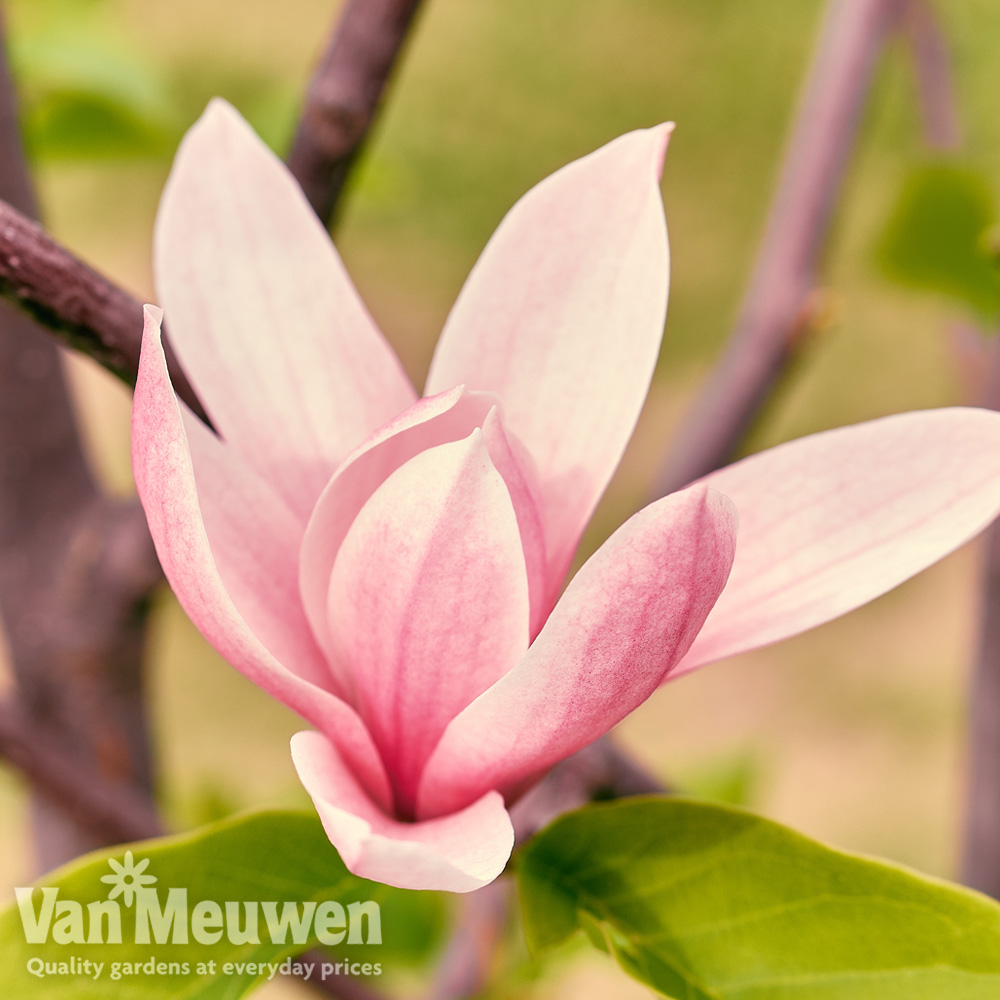 Magnolia 'Sunset Swirl'