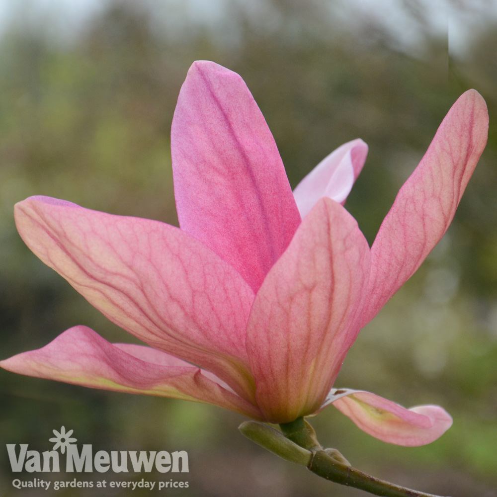 Magnolia 'Daybreak'