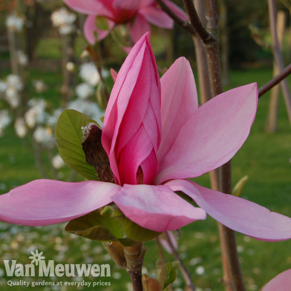 Magnolia 'Blushing Belle'