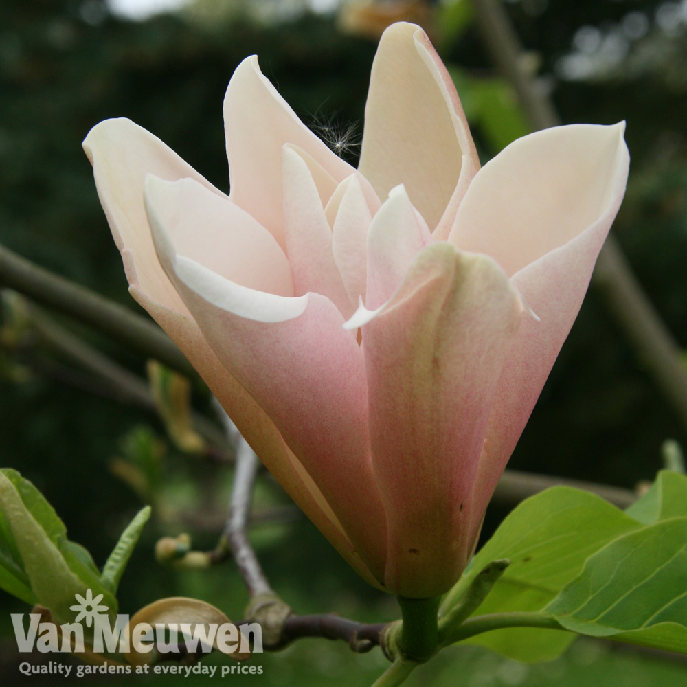 Magnolia 'Peachy'