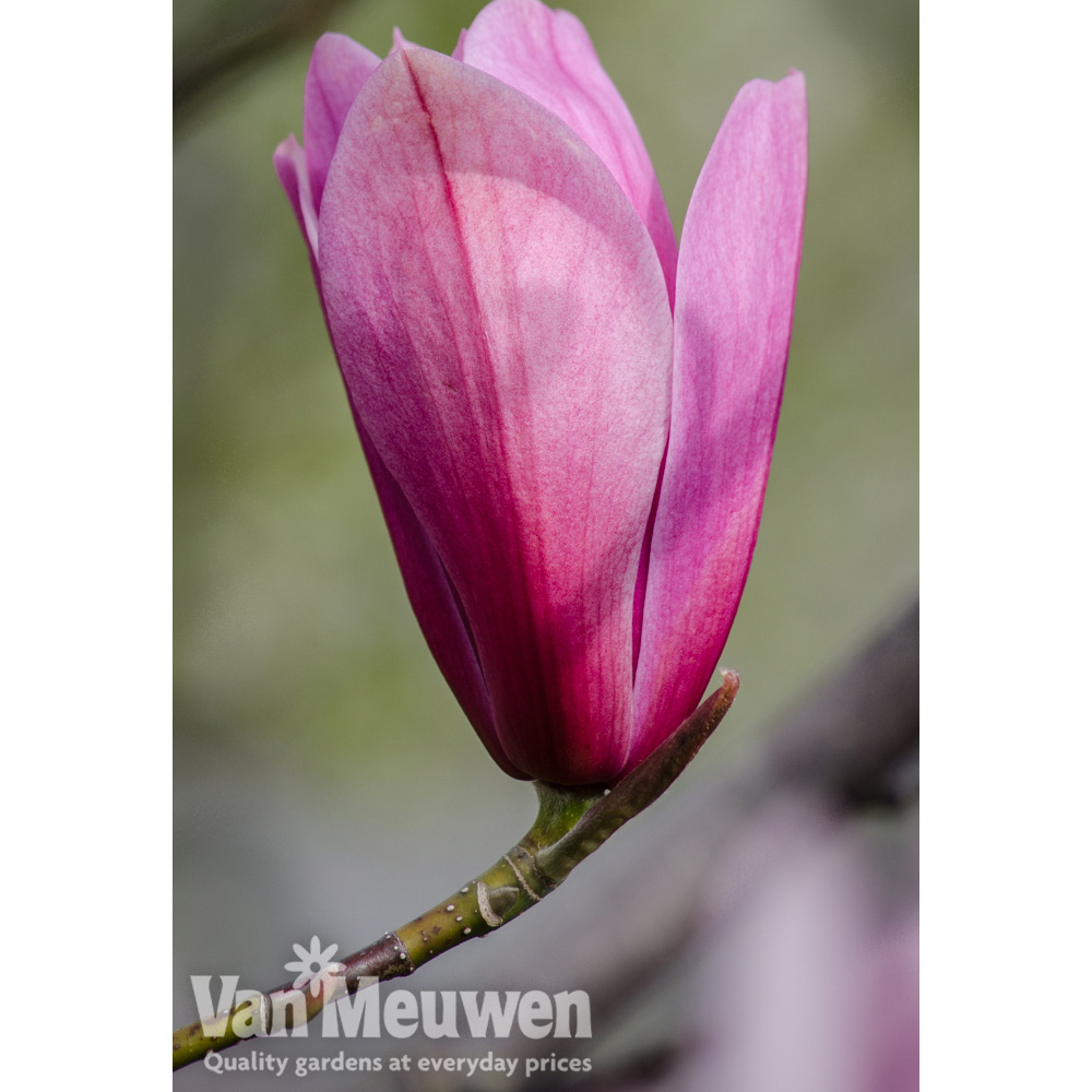 Magnolia 'Spectrum'