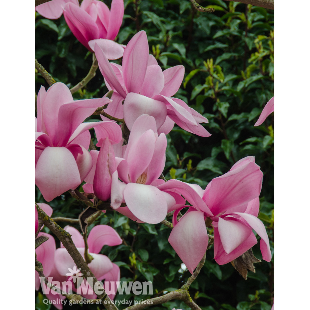 Magnolia 'Princess Margaret'