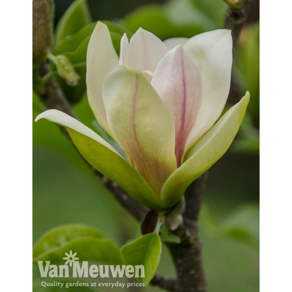 Magnolia 'Sunsation'