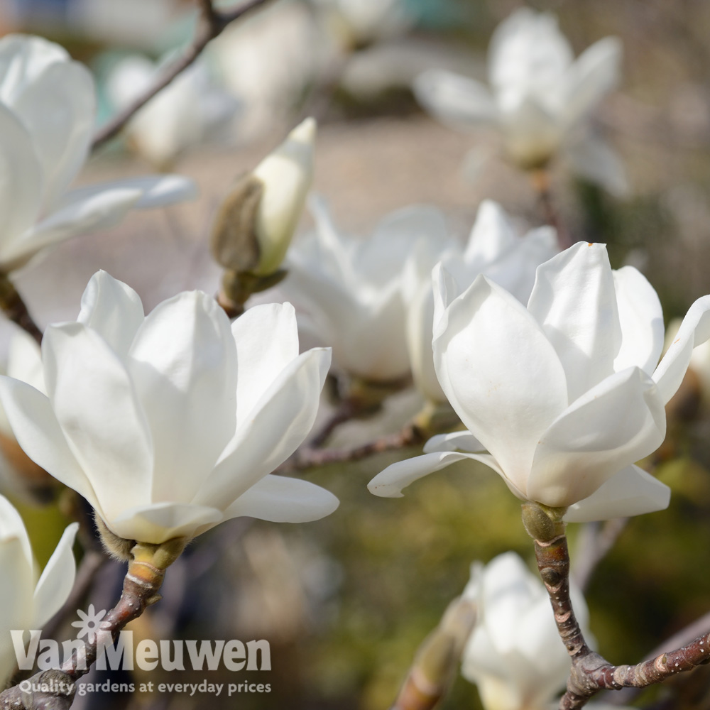 Magnolia denudata 'Giubiasco'