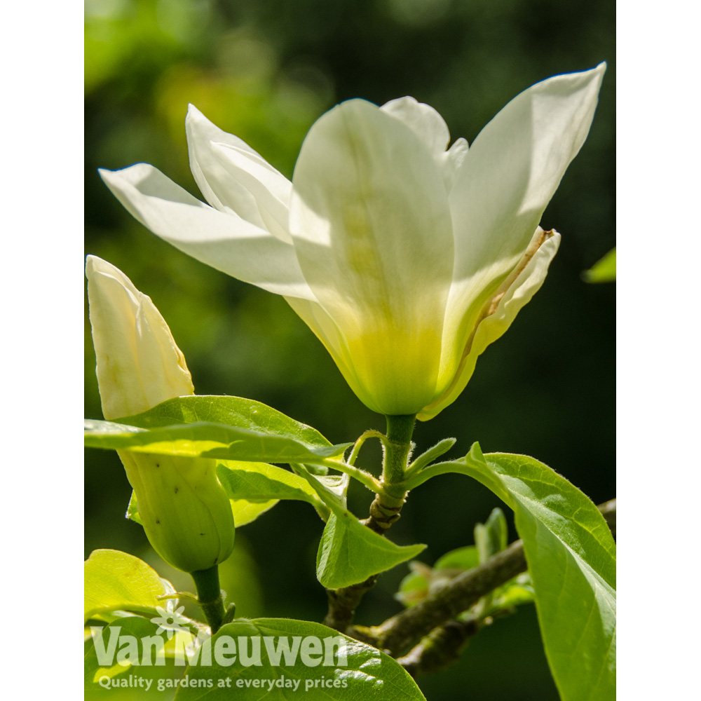 Magnolia 'Elizabeth'