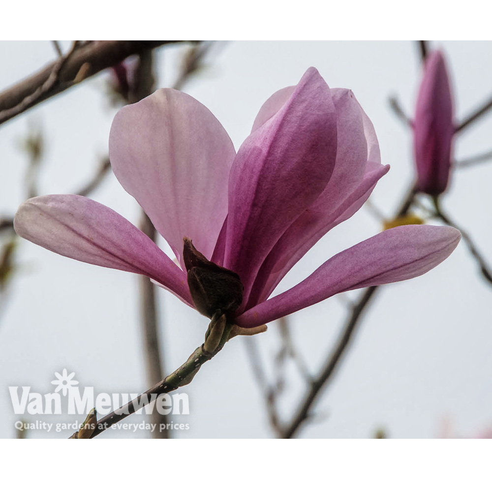 Magnolia 'Galaxy'