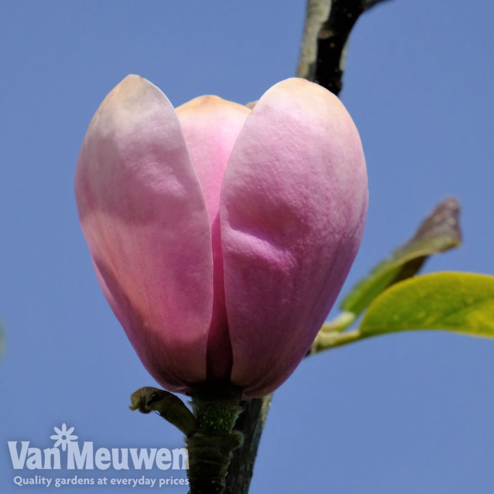 Magnolia 'Sweet Valentine'