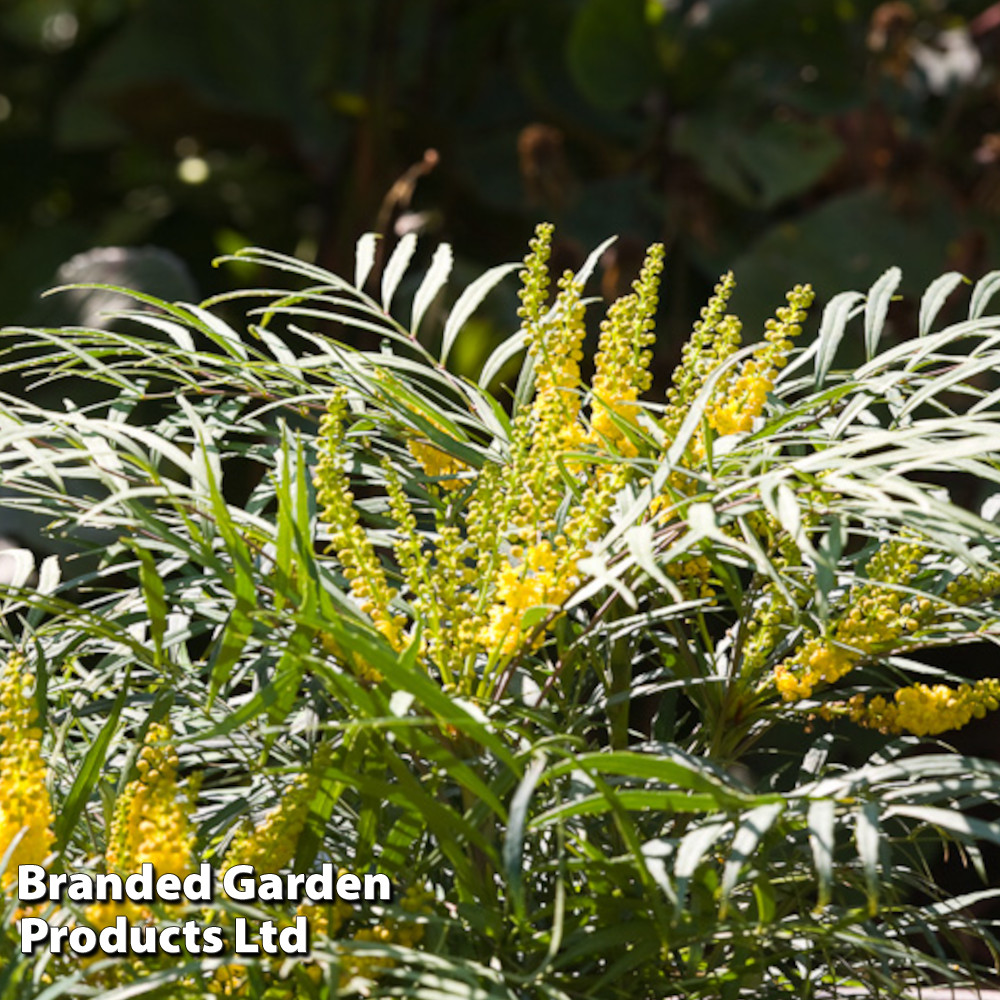 Mahonia 'Soft Caress'