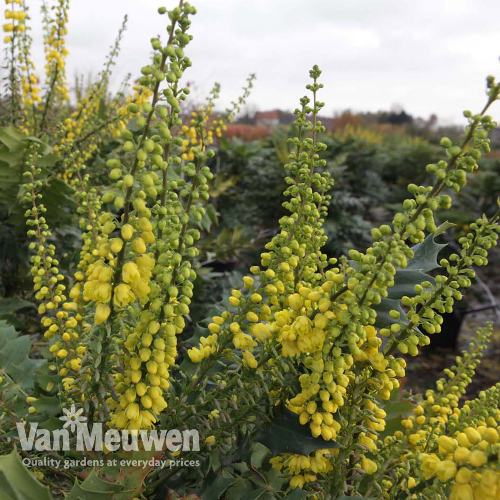 Mahonia x media 'Winter Sun'