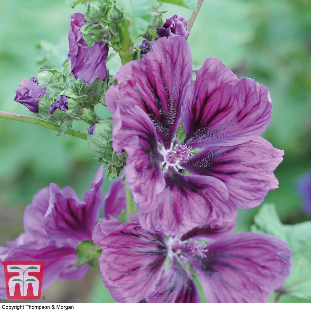 Malva sylvestris 'Mystic Merlin'