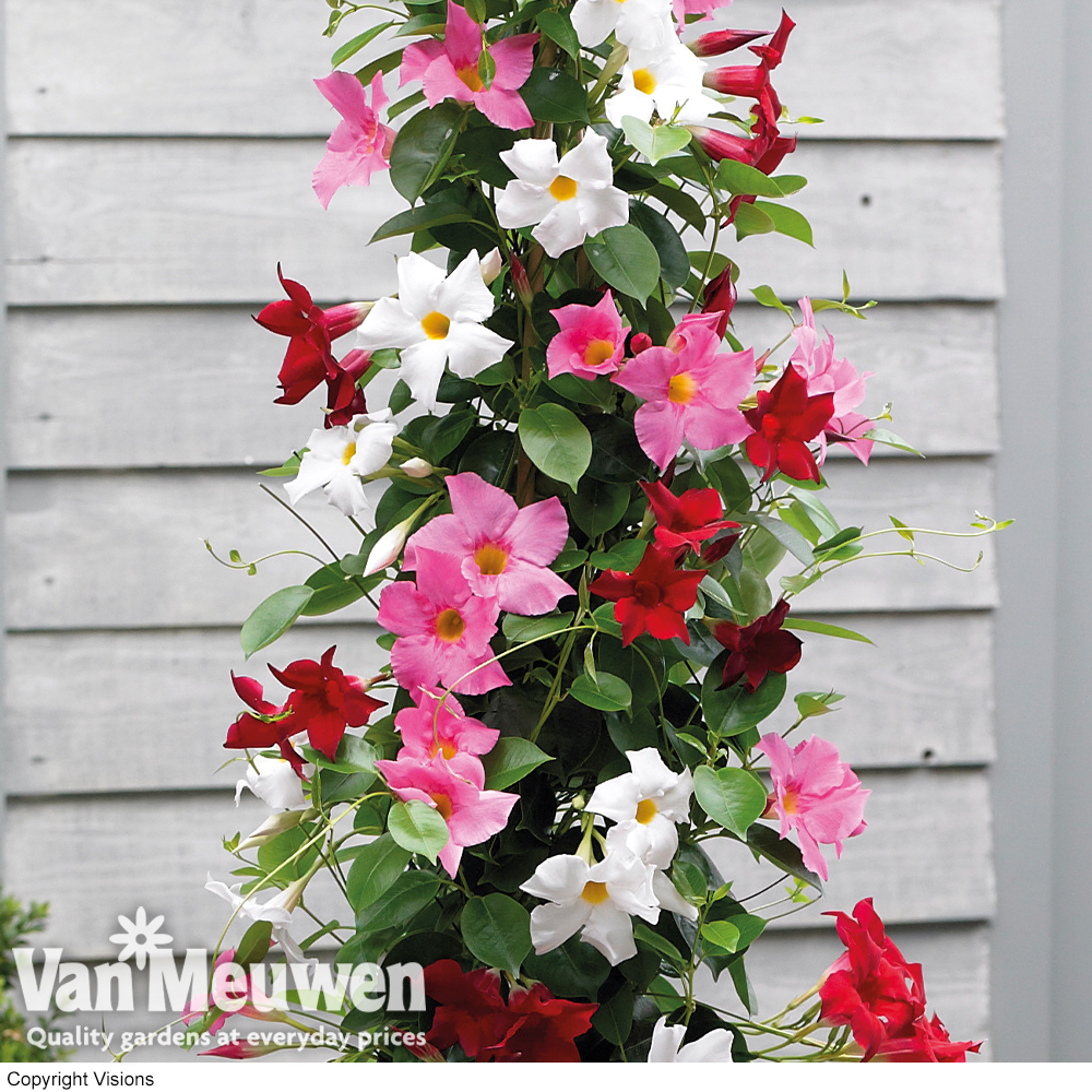 Mandevilla sanderi 'Bloom Bells&reg;' Trio