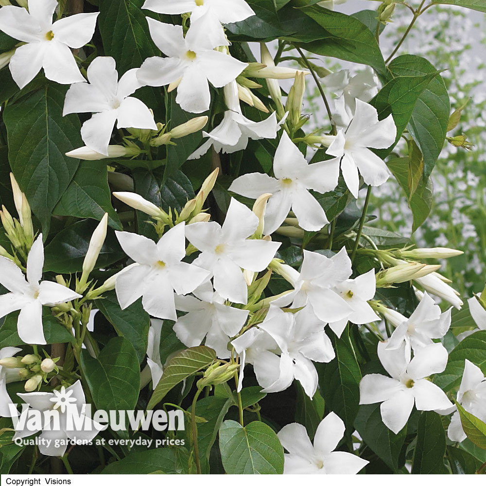 Mandevilla Blooms Bells&reg; White