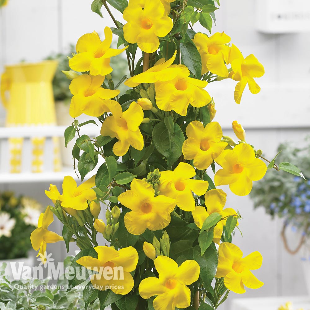 Mandevilla ' Bloom Bells&reg; Yellow'
