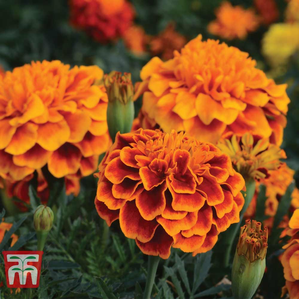 Marigold 'Bonita Mixed'