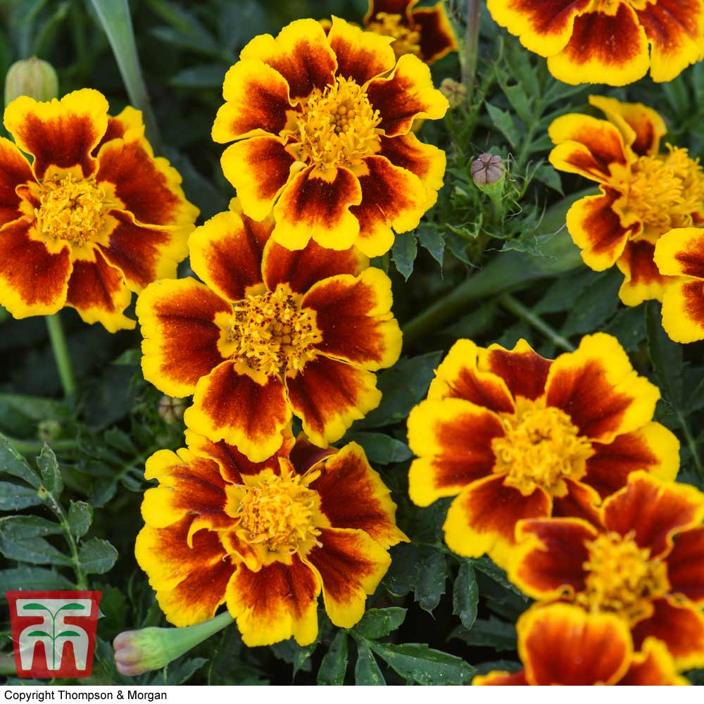 Marigold 'Single Legion of Honour'