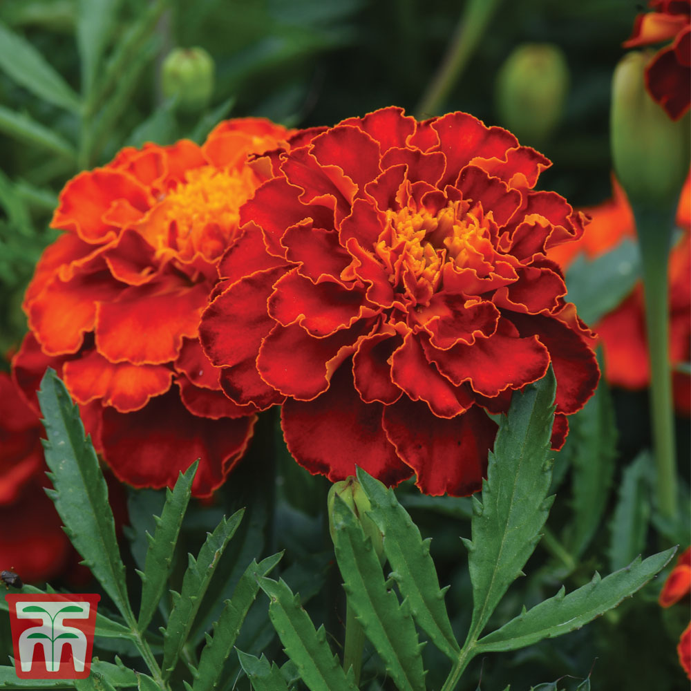 Marigold 'Scarlet Sophie'