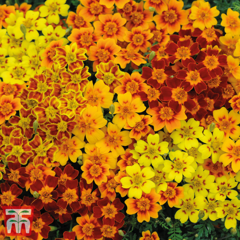 Marigold 'Starfire'