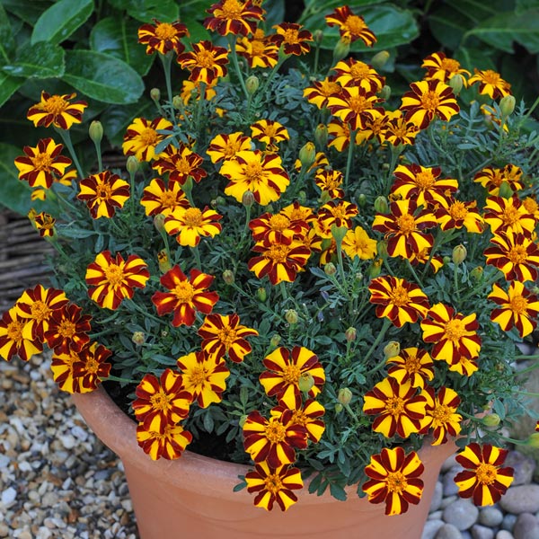 Marigold 'Mr Majestic'