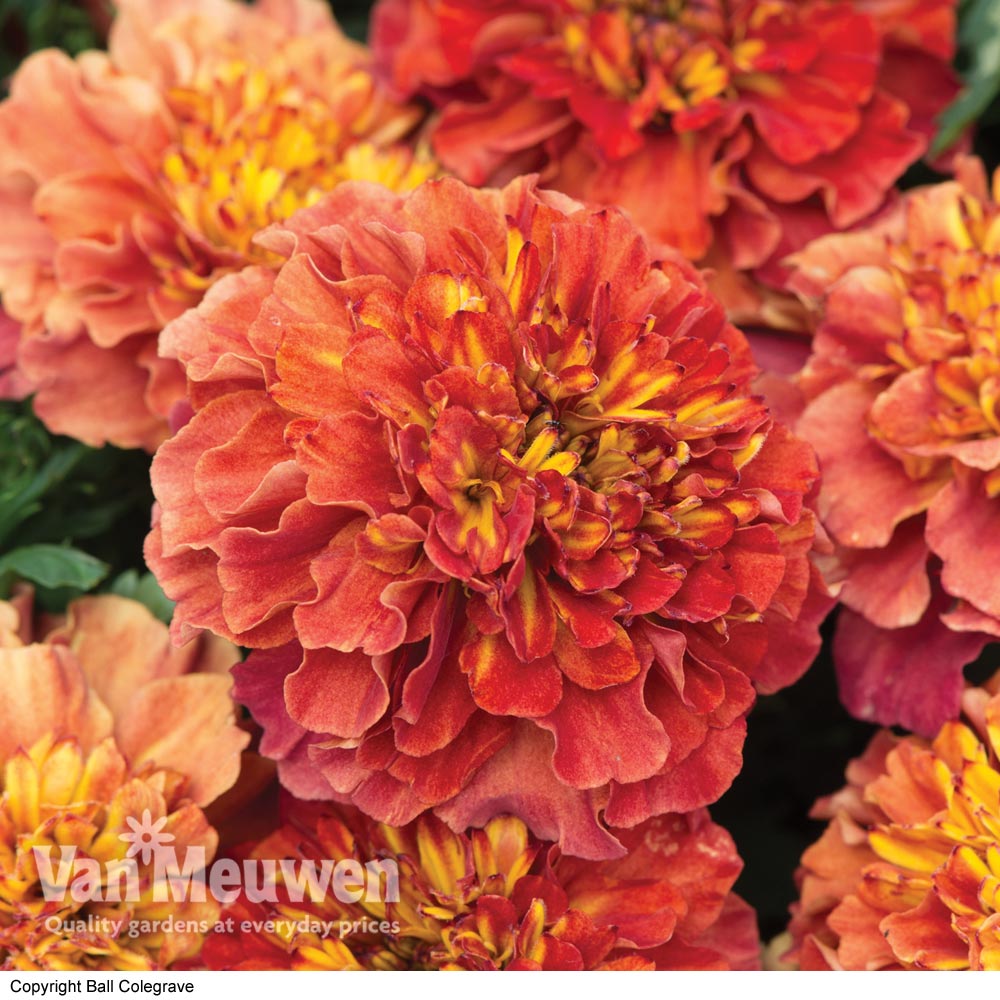 Marigold 'Strawberry Blonde'