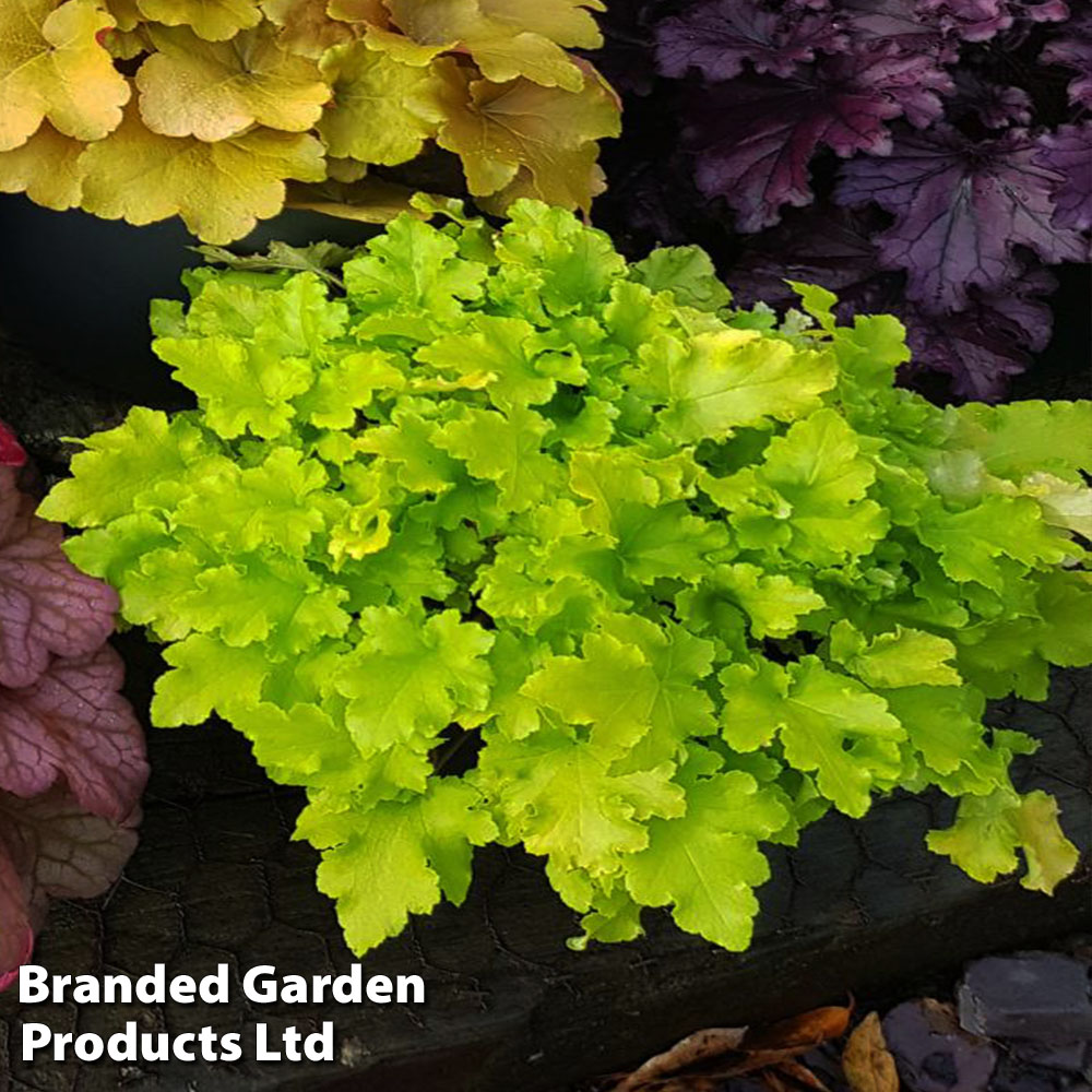 Heuchera 'Lime Marmalade'